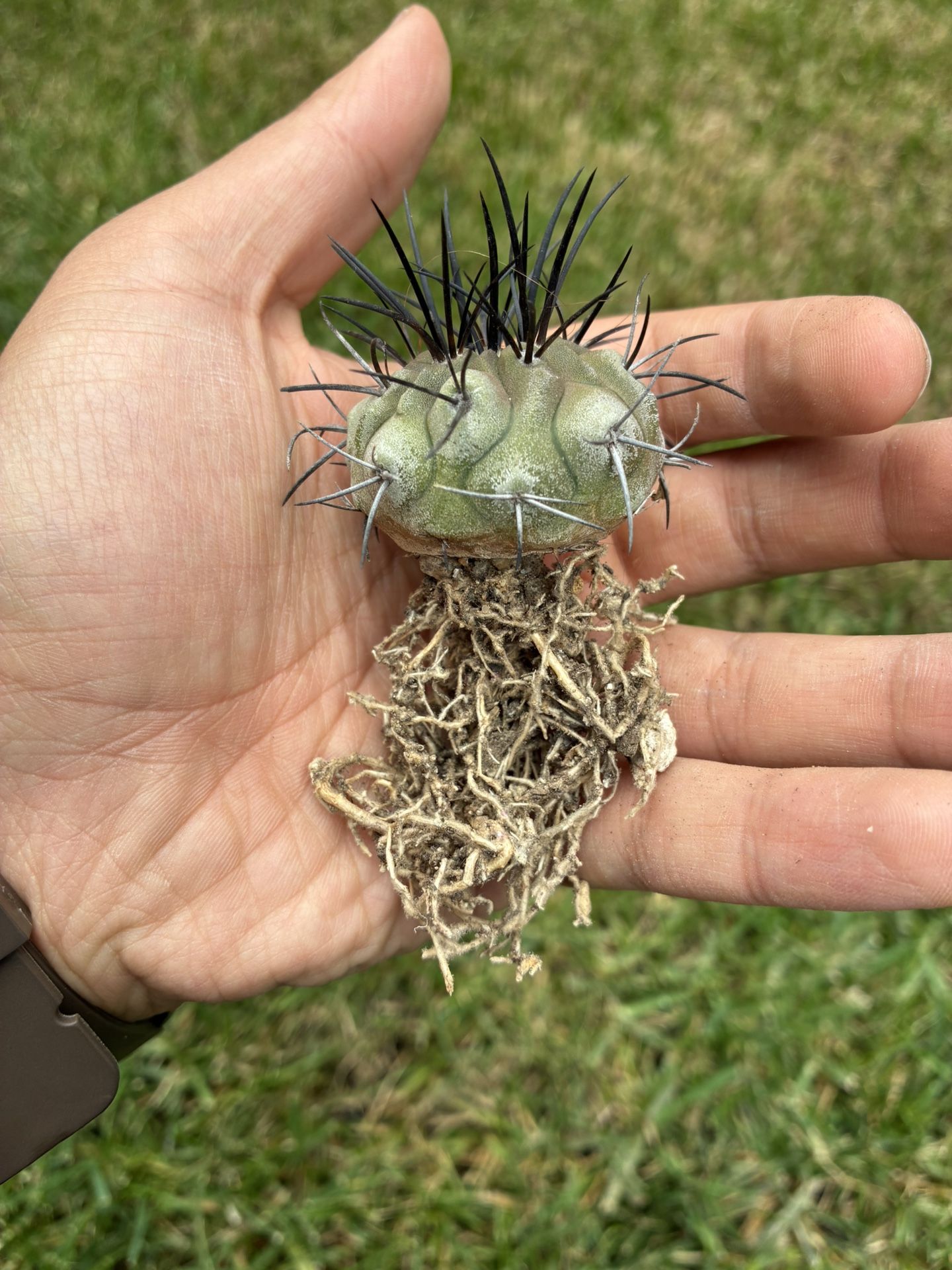 Copiapoa Rare Beautiful Cactus Plant