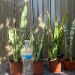 Snake Plants Lengua De Suegra