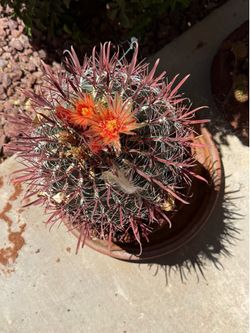 Beautiful Red Barrel Cactus