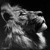 Leon 