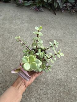 Variegated Jade and tradescantia in nice cement pot