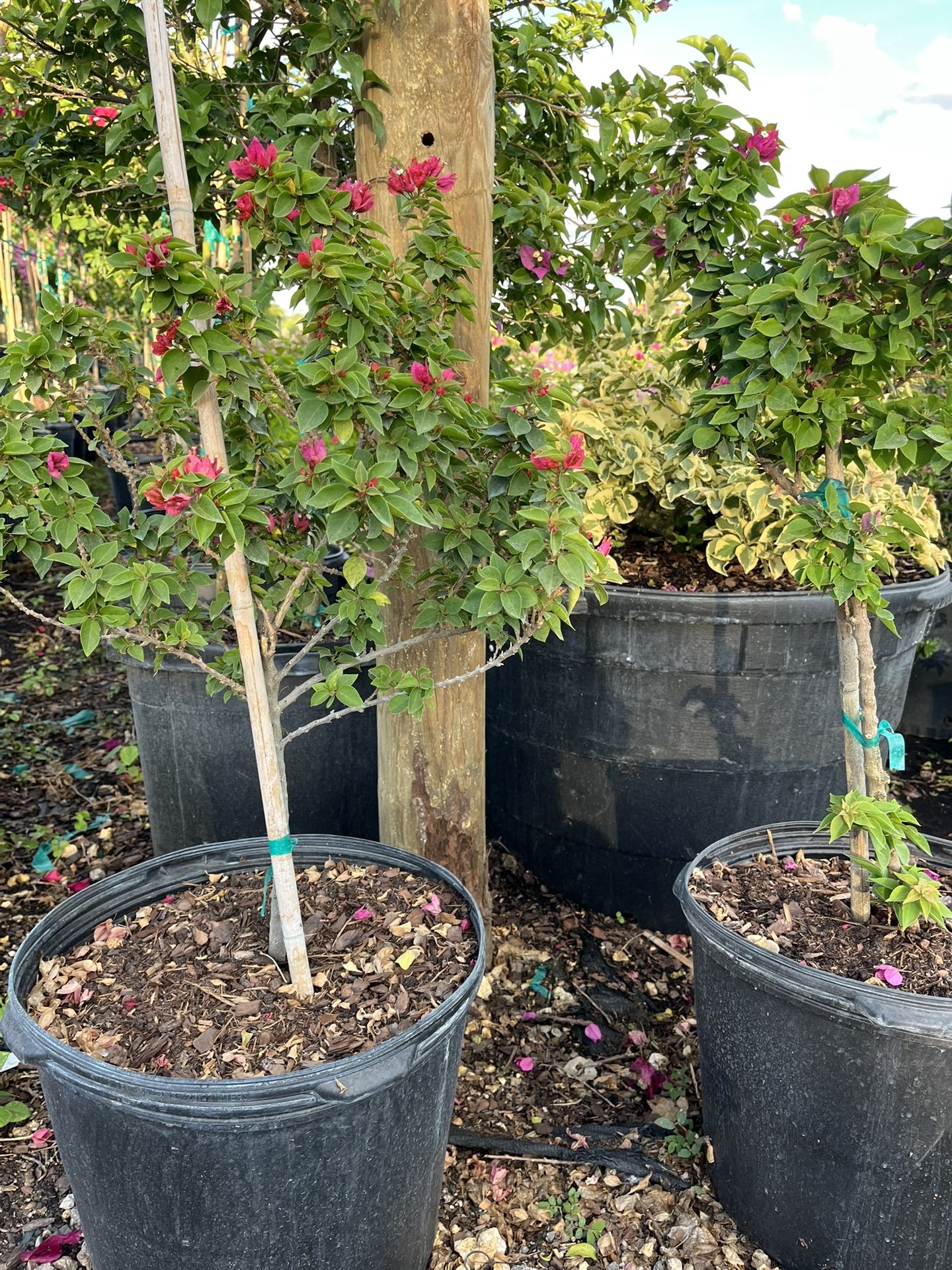 Small Bougainvillea Topiary