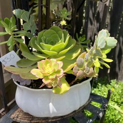 Many Succulent Planters
