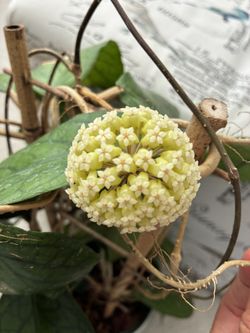 Blooming Hoya Vitellinoide