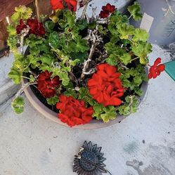 Plant Use 