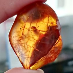 Baltic Amber With Encapsulated Insect Very Old And Very Unique. Rare Find Gorgeous Colors