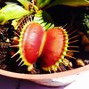Carnivorous Plant Feens