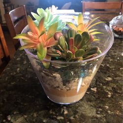 Succulent Vase