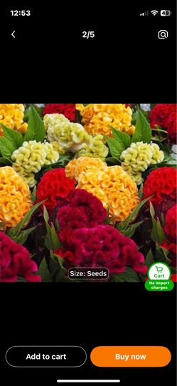Variety colorful flower