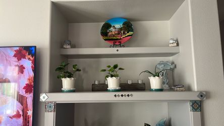Set of three attractive house indoor plants