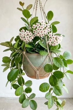 Hoya Keysii