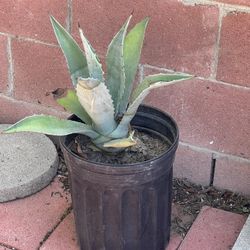 POTTED AGAVE PLANT