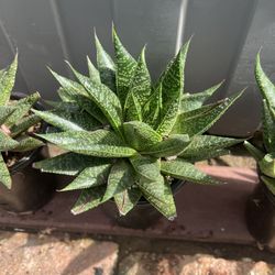 Succulents