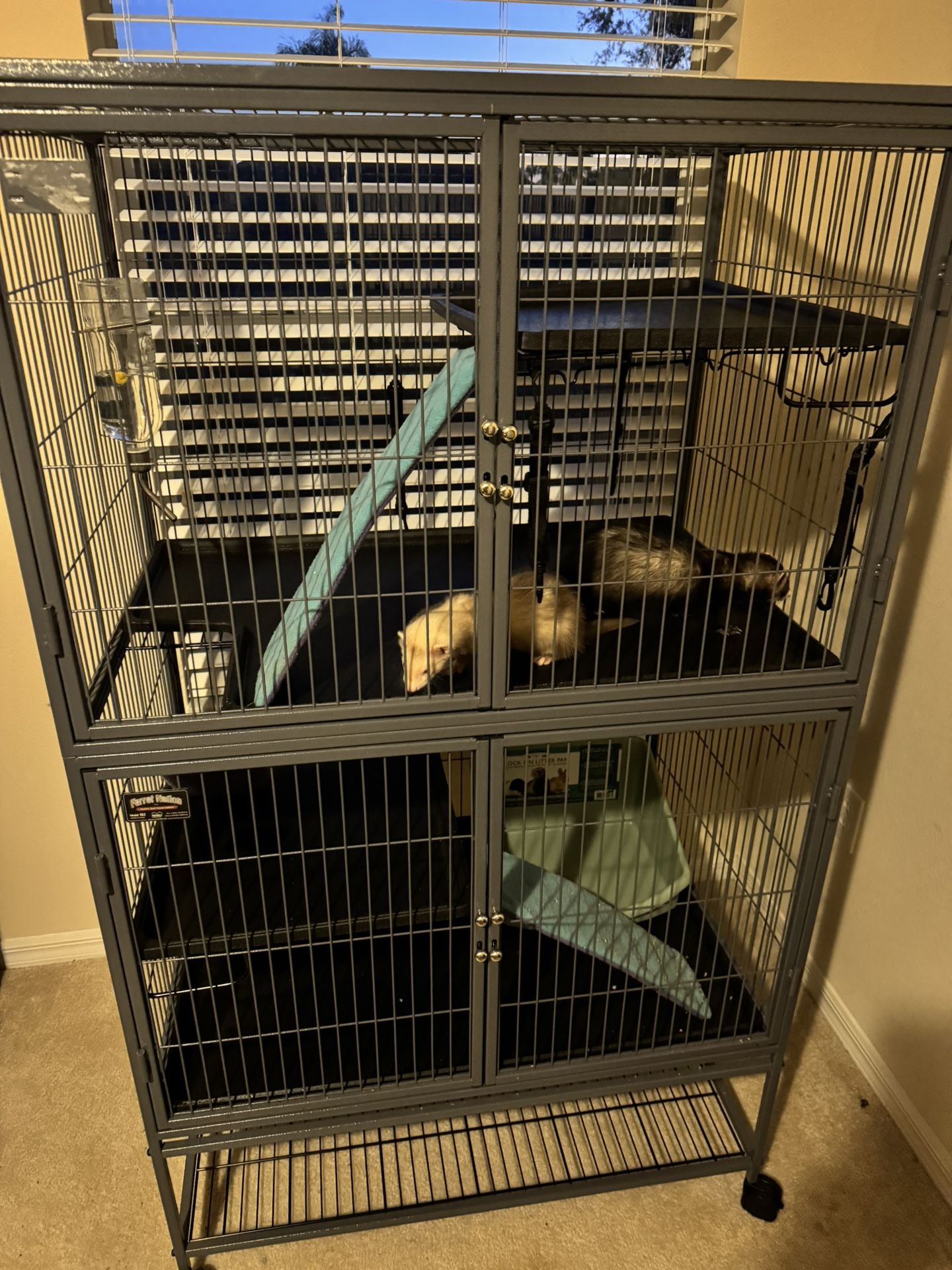 Ferret Nation cage