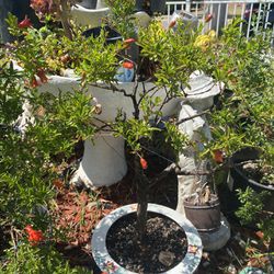 Bonsai Dwarf Pomegranate 11 Years Old In A Ceramic Colorful Pot $150 Firm Has Lots Of Flowers On It