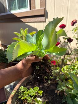 Mother of thousands / mala madre