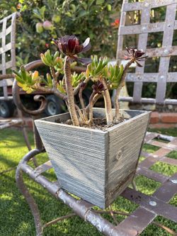Succulents in small planter