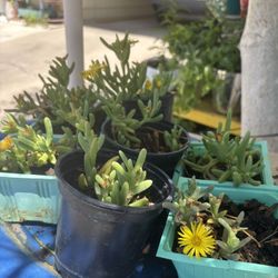 Full Sun Malephora Crocea Succulent Plant $ 3 Each