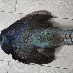 Pheasant Taxidermy 