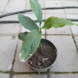Planta De Canela 