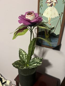 Eyeball Potted Plants Both For $10