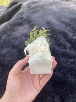 Fake Plant Decor Thumbnail
