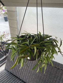 Hoya wayetii