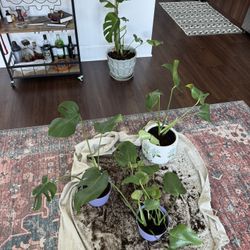 Rooted Monstera Propagations 