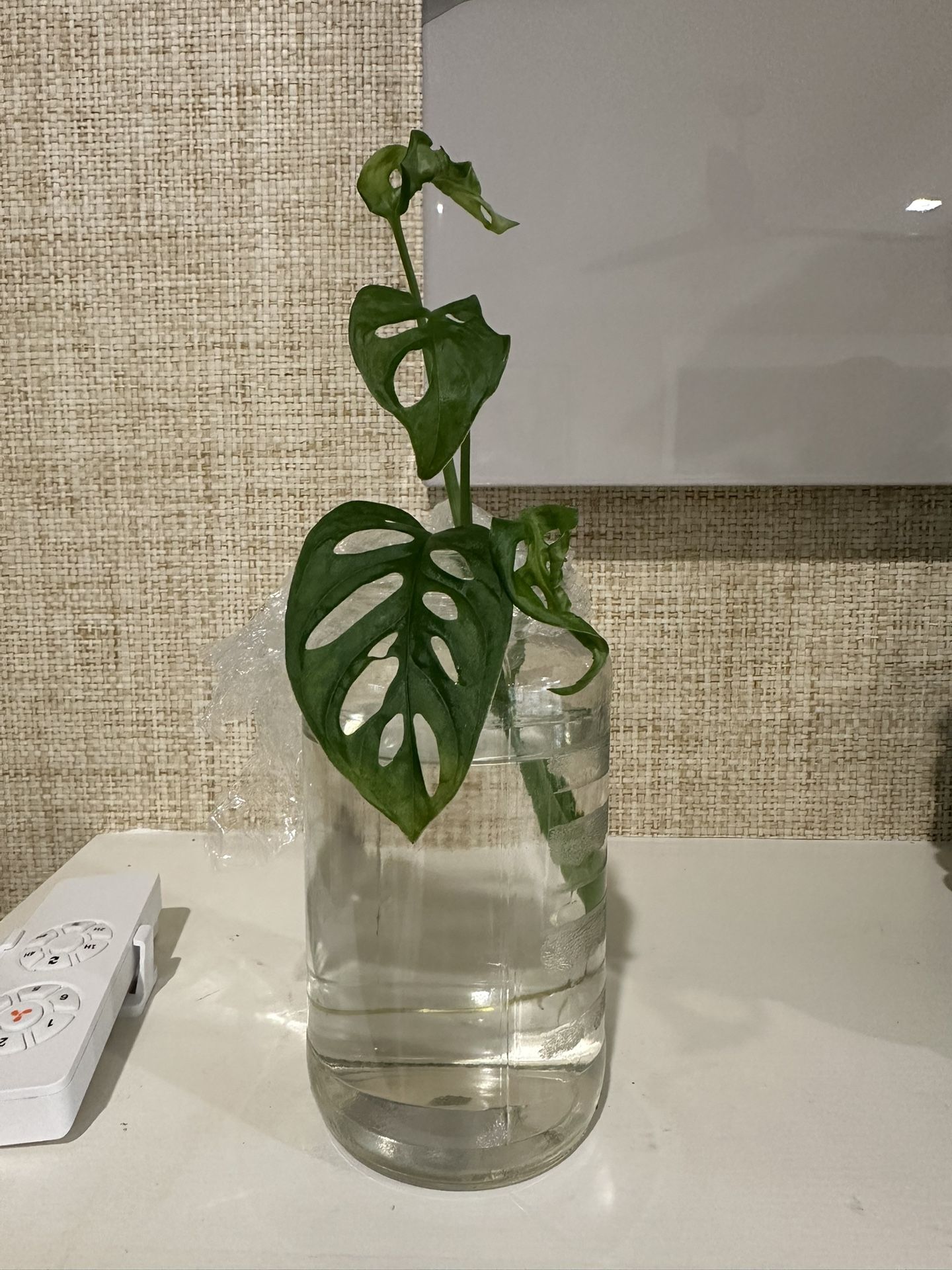 Monstera Swiss Cheese plant