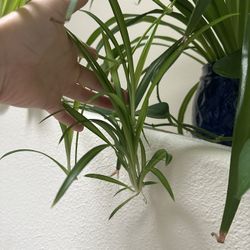 Spider Plant Babies (Chlorophytum comosum)