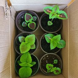 Box of Assorted Coleus Plants 