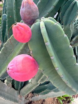 Dragonfruit 9 for $20