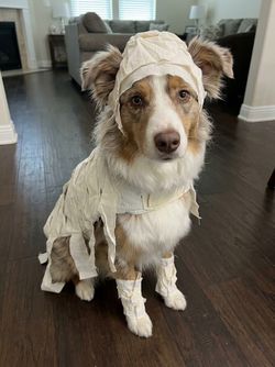 Dog Mummy costume size  Medium