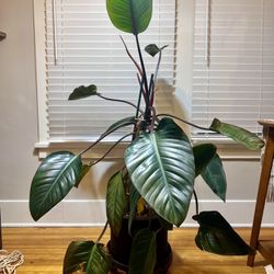 House Plant Philodendron 