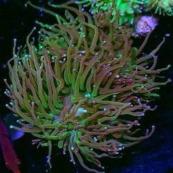 Peach Passion Torch Two Heads