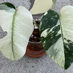 Monstera mint