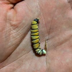Hand Tied Meal/Wax Worm Fly