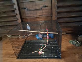 Bird cages