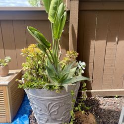 Giant pot with bird of pardise and succulents