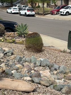 Succulent - golden barrel cactus