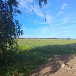 Se renta lugar para caballos o??