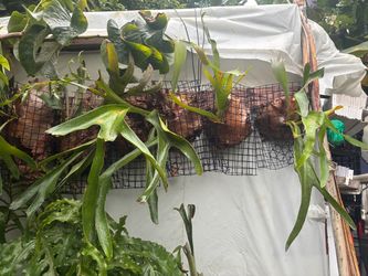Stag horn plants