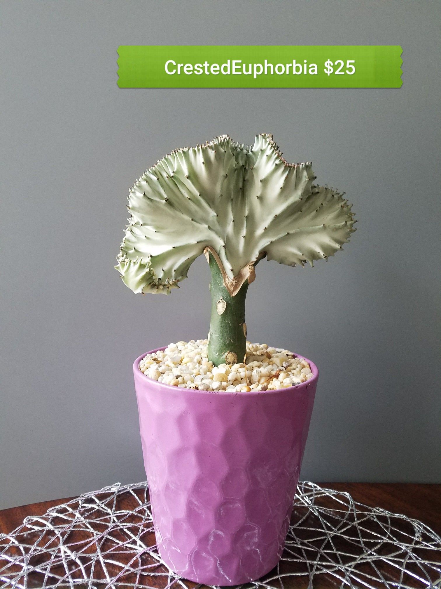 Crested Euphorbia