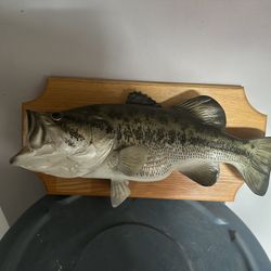 Largemouth Bass