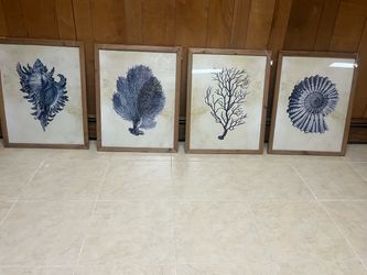 framed vintage shells art