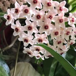 Well Established Hoya Carnosa ( Wax Plant) Beautiful House Plants 3.5"H And 4.5"H Pots.