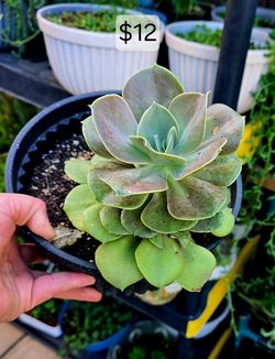 Plants 4 Sale!!