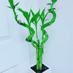 Lucky Bamboo 🎋Plants With Ceramic Pot - Indoor Plant 
