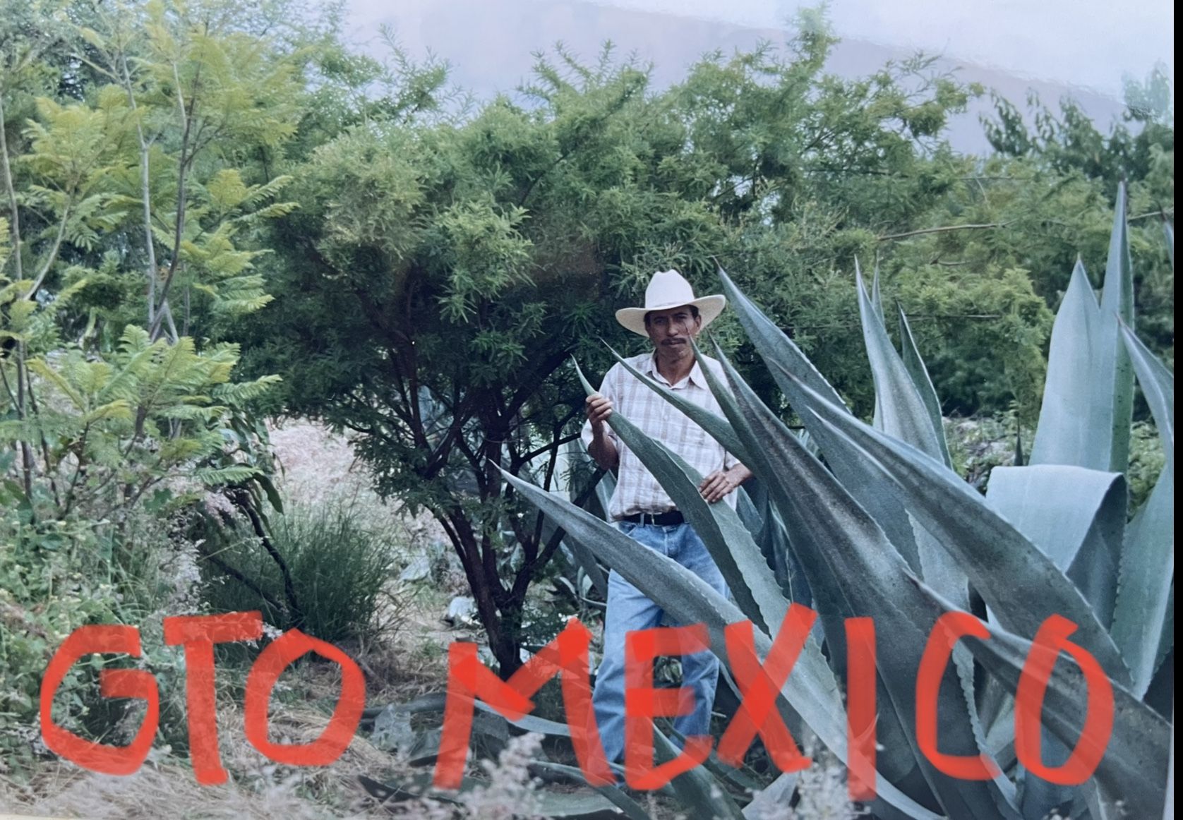 Maguey Pulquero Giant Maguye