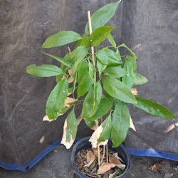 Kaimana Lychee Tree